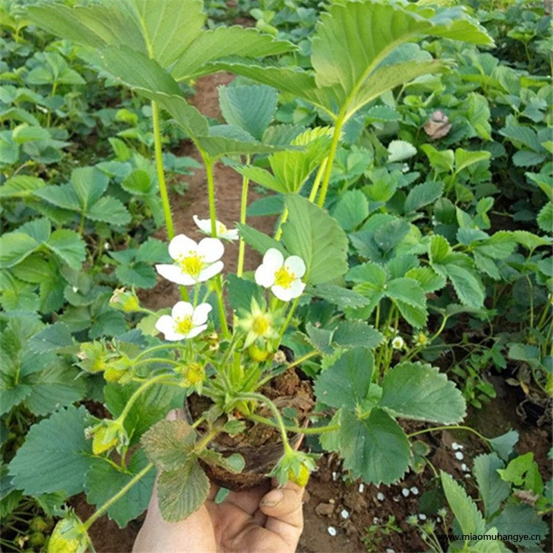 灤南小白草莓苗生產(chǎn)廠家卓越服務