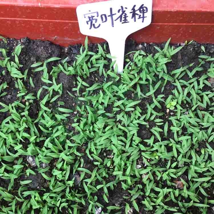 廣西寬葉雀稗草籽護(hù)坡綠化草種四季常青多年生喂養(yǎng)牛羊牧草種子