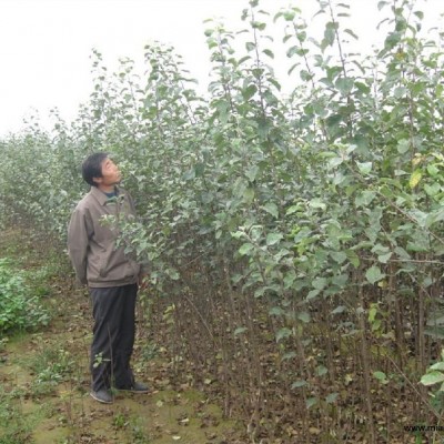 烏海8號蘋果苗電話零售價