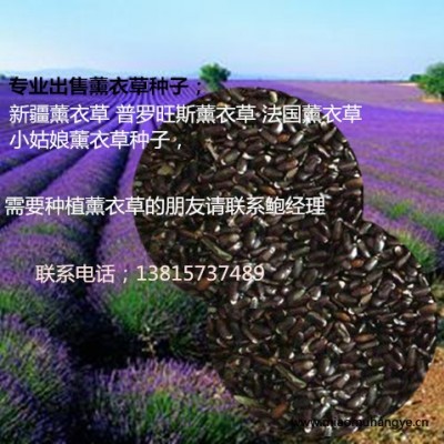 新疆薰衣草種子批發(fā)新品種薰衣草種子成活率高 包郵