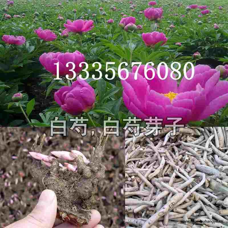 芍藥苗\芍藥種子\芍藥種苗供應(yīng)商