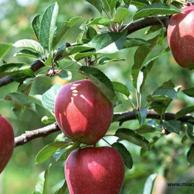 保定煙0號(hào)蘋果苗價(jià)格種植基地