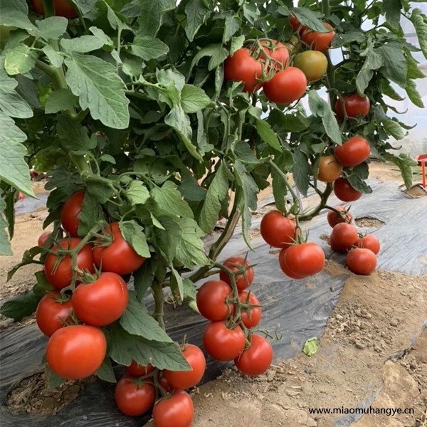 精品早熟番茄種子，高硬度大果番茄品種，荷蘭10號(hào)