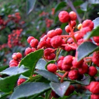 四川大紅袍花椒苗基地，四川大紅袍花椒苗價格