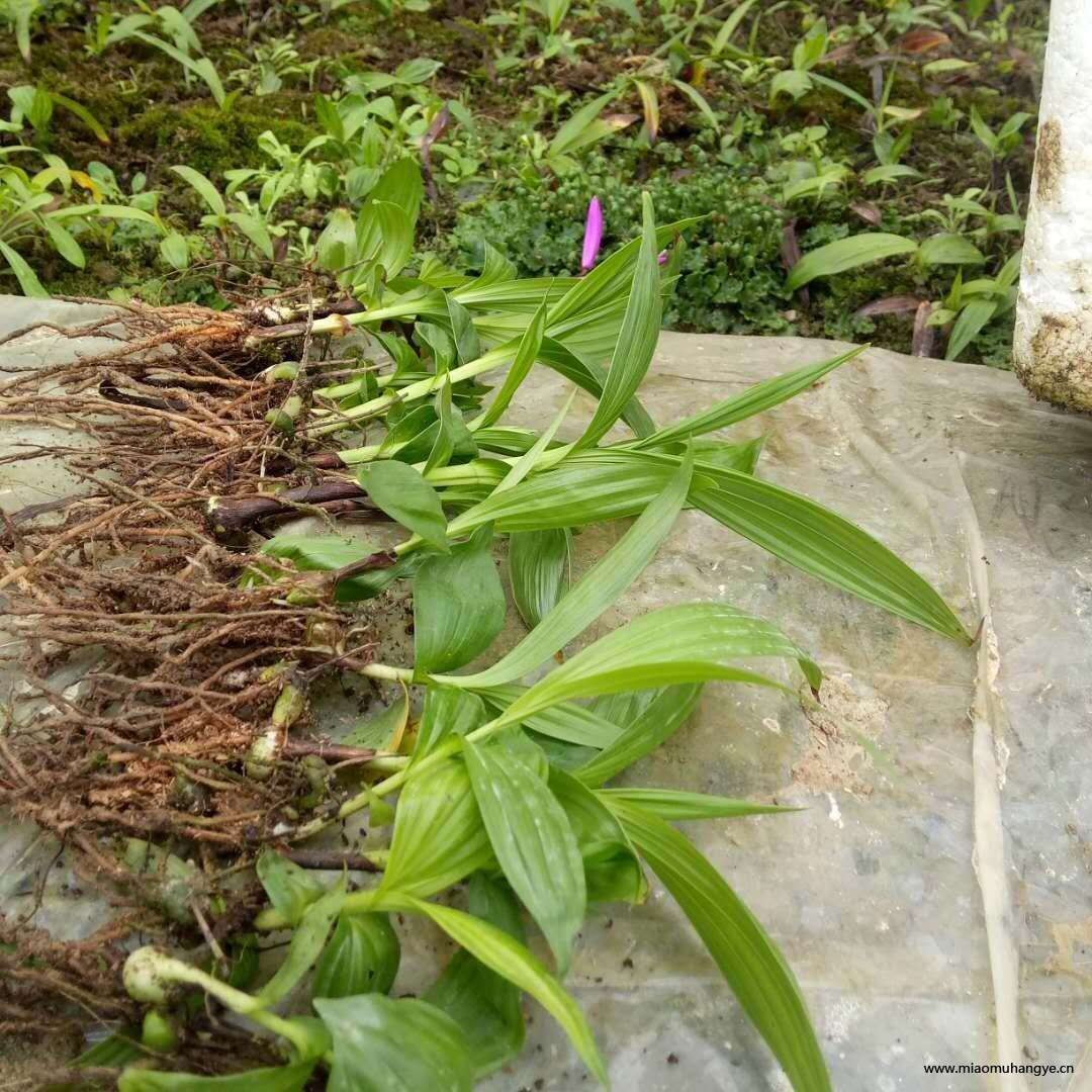 貴陽觀山湖區(qū)哪里有白芨種植基地？中農(nóng)研究院白芨種植示范基地