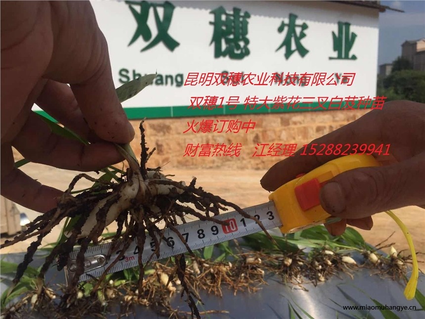 2018白芨種植經驗-昆明雙穗農業(yè)科技有限公司-紫花白芨種苗批發(fā)