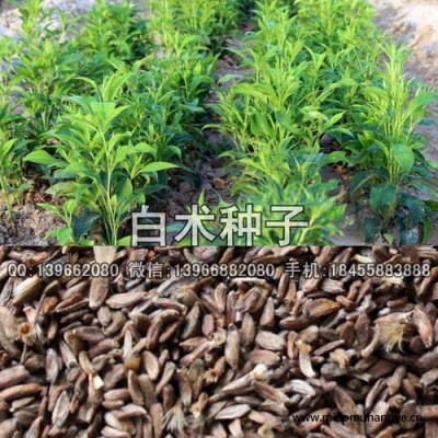 白術(shù)種子種植基地批發(fā),純新改良白術(shù)種子價格