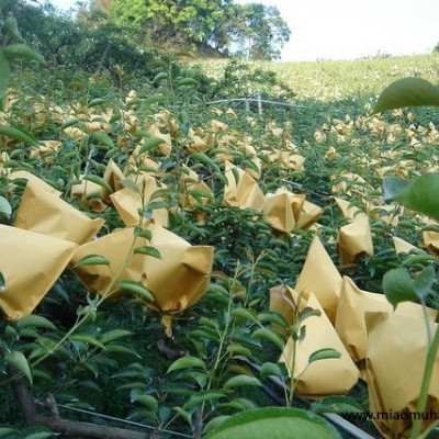 武漢哪里有金陽蜜3號(hào)梨苗,全紅梨梨苗大量供應(yīng)