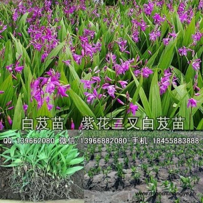 白芨種苗,白芨苗批發(fā),紫花三叉白芨苗價格