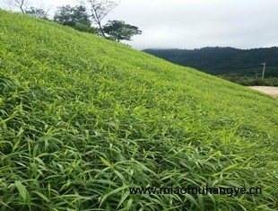 廣西省邊坡復(fù)綠植草常用灌木種子廠家直銷