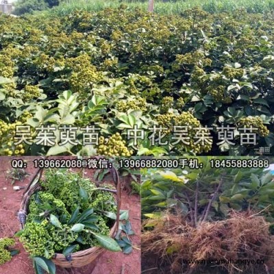 吳茱萸種苗,中花吳茱萸苗批發(fā),吳茱萸扦插苗價格