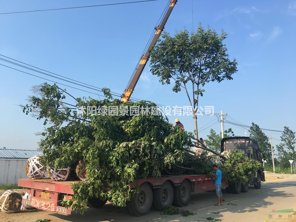 沭陽綠園景園林苗木基地供應(yīng)臺灣欒樹/圖片/產(chǎn)地直銷/批發(fā)價格