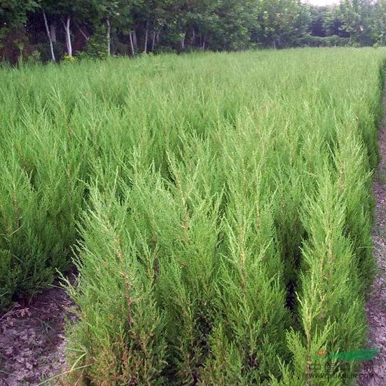 供應(yīng)一大批膠東衛(wèi)矛、鋪地柏、含笑球、龍柏、塔柏