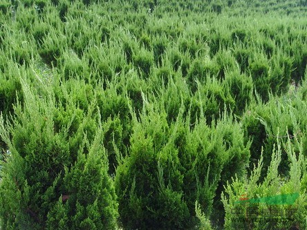 小龍柏-小龍柏批發(fā)-小龍柏種植基地-黃樓小龍柏