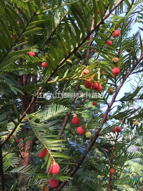 紅豆杉種子 南方紅豆杉種子價格 沙藏紅豆杉種子價格