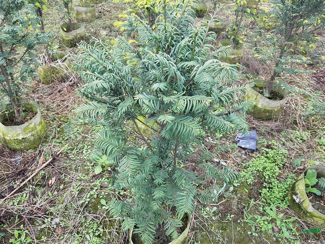 供應50高紅豆杉袋苗杯苗四川成都溫江基地批發(fā)價格