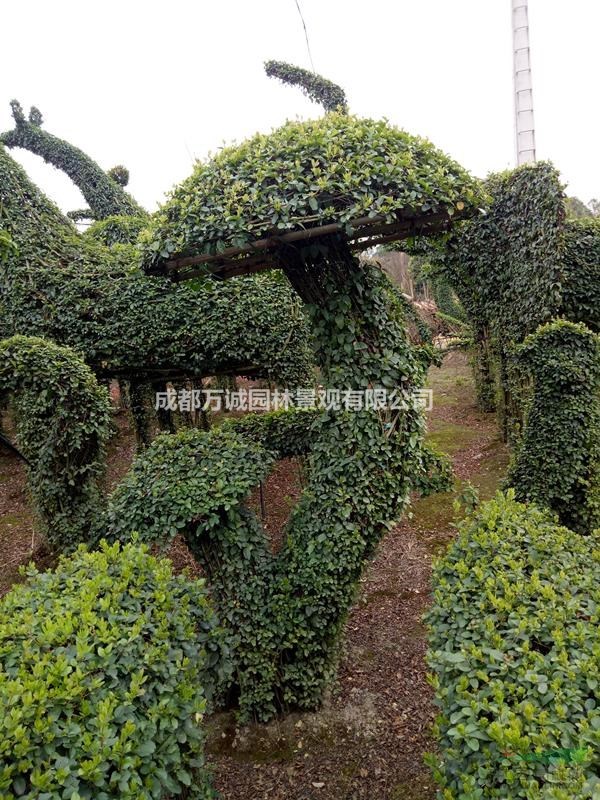 女貞植物造型天鵝、蝴蝶、蘑菇，造型多樣，基地直銷