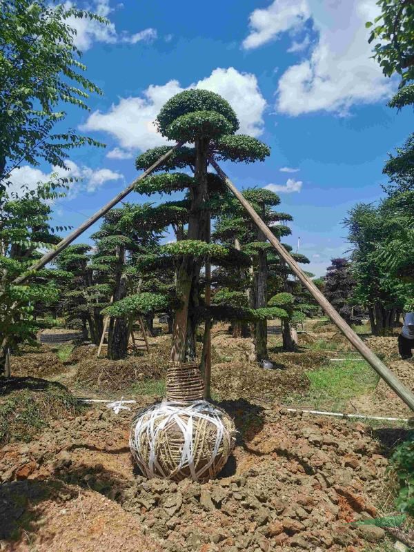 基地直銷小葉女貞，造型小葉女貞小葉女貞柱，湖南小葉女貞柱價格