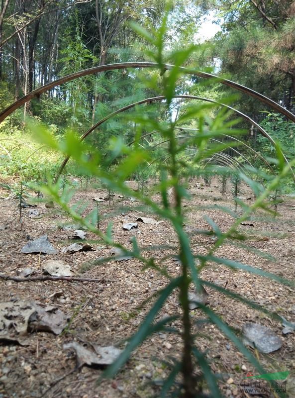 子播東北紅豆杉2年