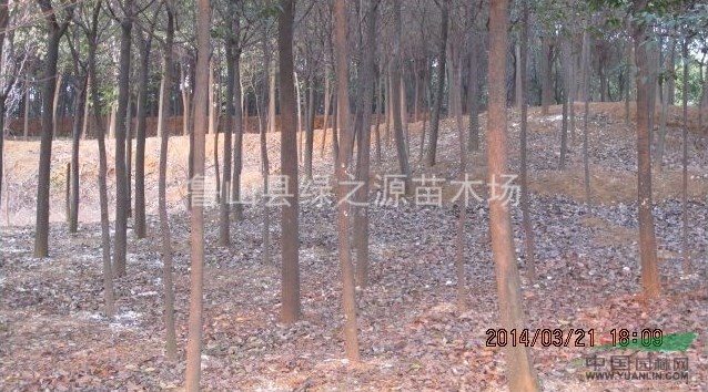 大葉女貞基地一角