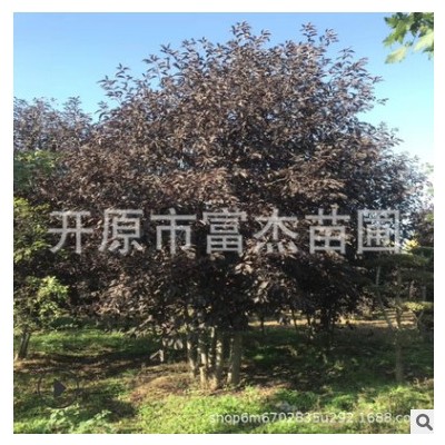 叢生紫葉稠李基地苗圃叢生紫葉稠李景觀綠化樹一站式服務(wù)省時省力