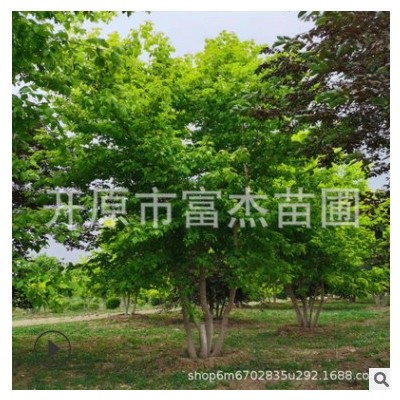 叢生金葉復(fù)葉槭3-8米高基地批發(fā) 遼寧基地 金葉復(fù)葉槭價格多少