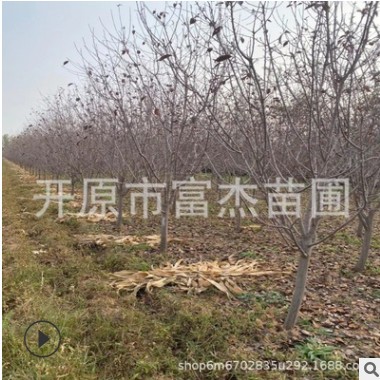 遼寧王族海棠價格/北美海棠基地批發(fā)/東北海棠各種規(guī)格大量