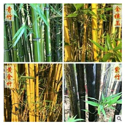 批發(fā)竹子苗 庭院觀賞竹綠化植物庭院圍墻別墅陽臺(tái)綠化青竹苗盆栽