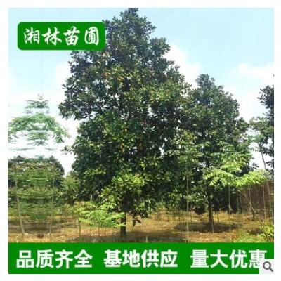 批發(fā)廣玉蘭 多種造型庭院植物廣玉蘭樹 庭院花卉 基地供應