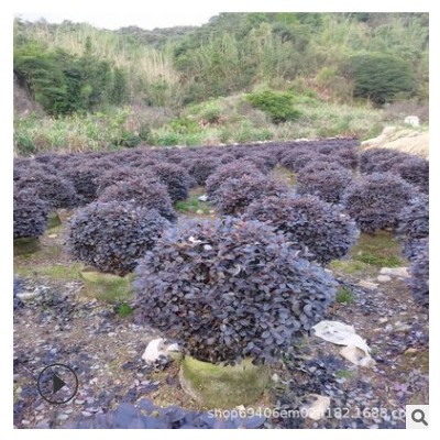 自家苗圃 供應紅花繼木球 冠幅80-150cm 紅繼木小苗批發(fā)歡迎來電