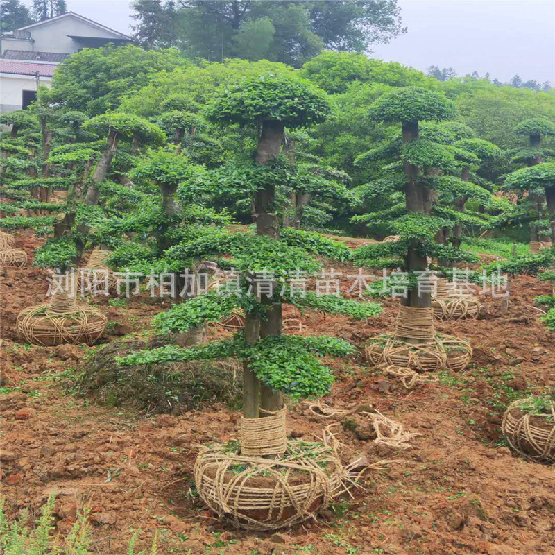 造型小葉女貞樁景