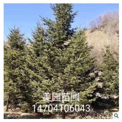 東北基地促銷(xiāo)品相好冷杉1-10米冷杉冷杉小苗批發(fā)冷杉價(jià)格優(yōu)惠