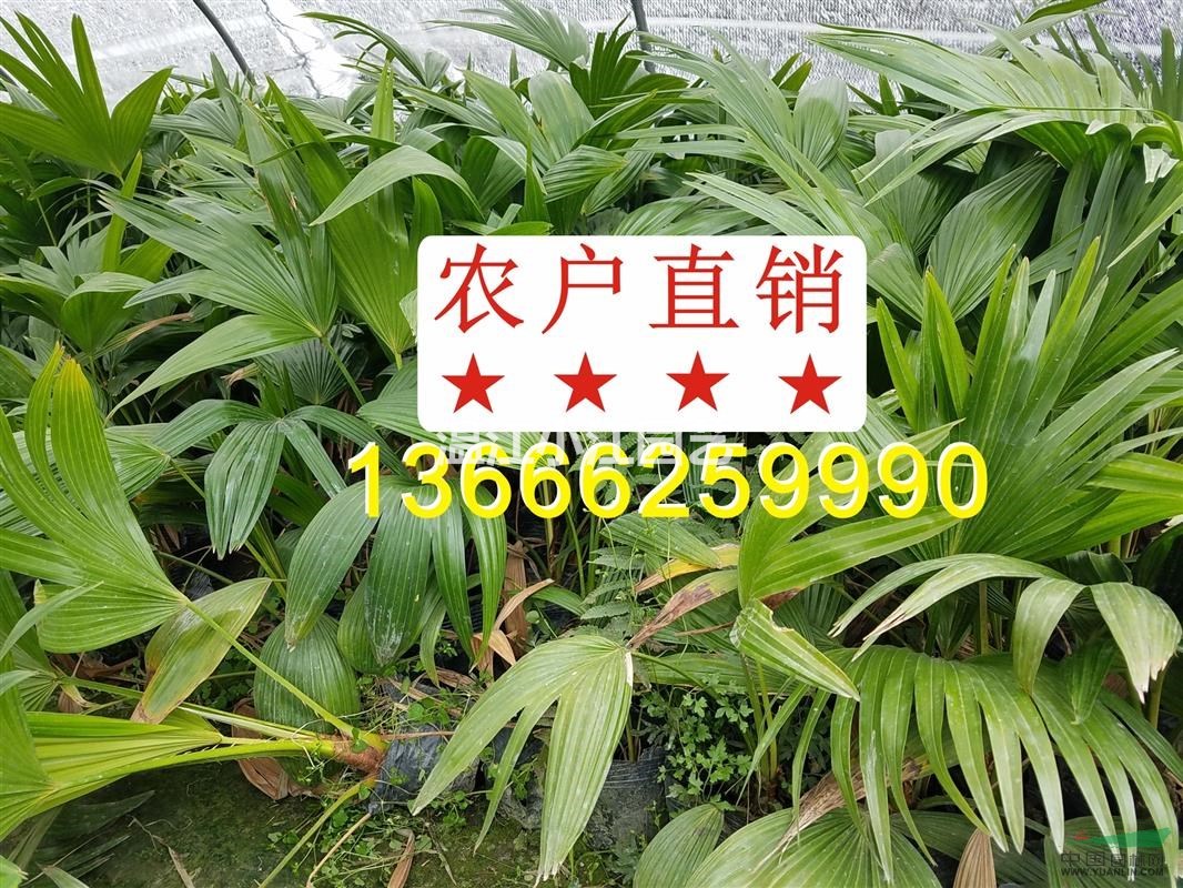 四川蒲葵批發(fā)價(jià)格 成都蒲葵小苗批發(fā)市場(chǎng)  溫江蒲葵杯苗價(jià)格