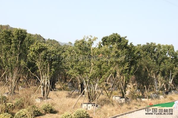 浙江叢生青岡櫟基地