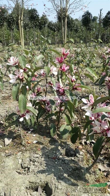 基地直銷 紅花深山含笑（紅運(yùn)含笑）紅花深山含笑小苗價(jià)格