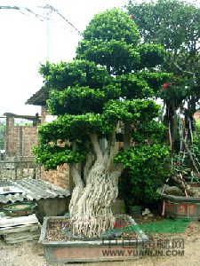 永秀花卉三角梅造型榕樹樁頭造景景觀（小葉榕樁頭）批量報(bào)價(jià)