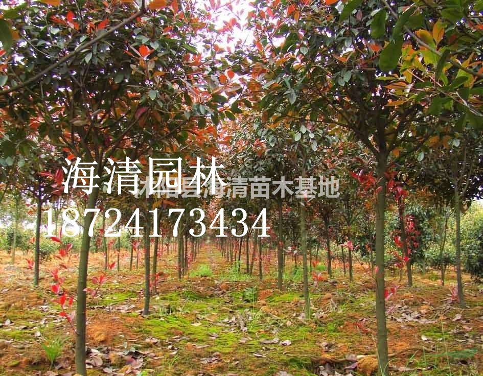 江蘇高桿紅葉石楠目前批發(fā)價(jià)格是多少