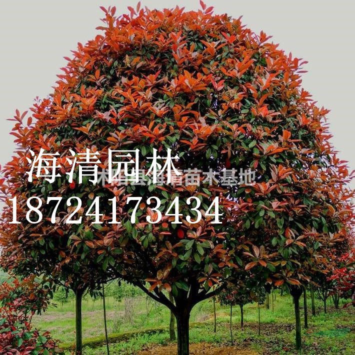 江蘇高桿紅葉石楠目前批發(fā)價(jià)格是多少