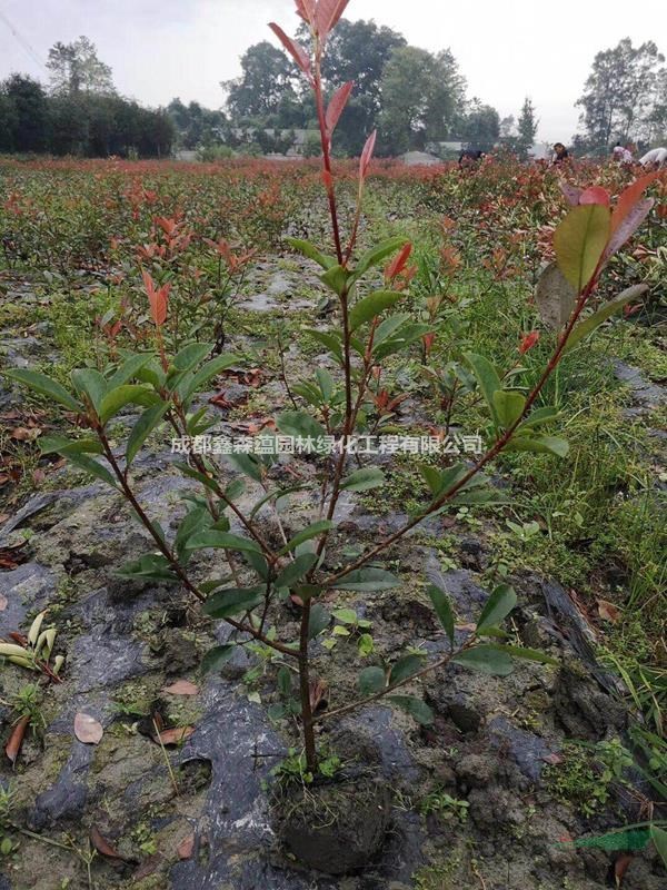 紅葉石楠批發(fā)基地 高度30公分紅葉石楠價格