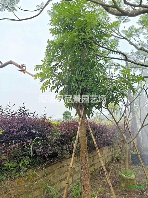 桃花心木