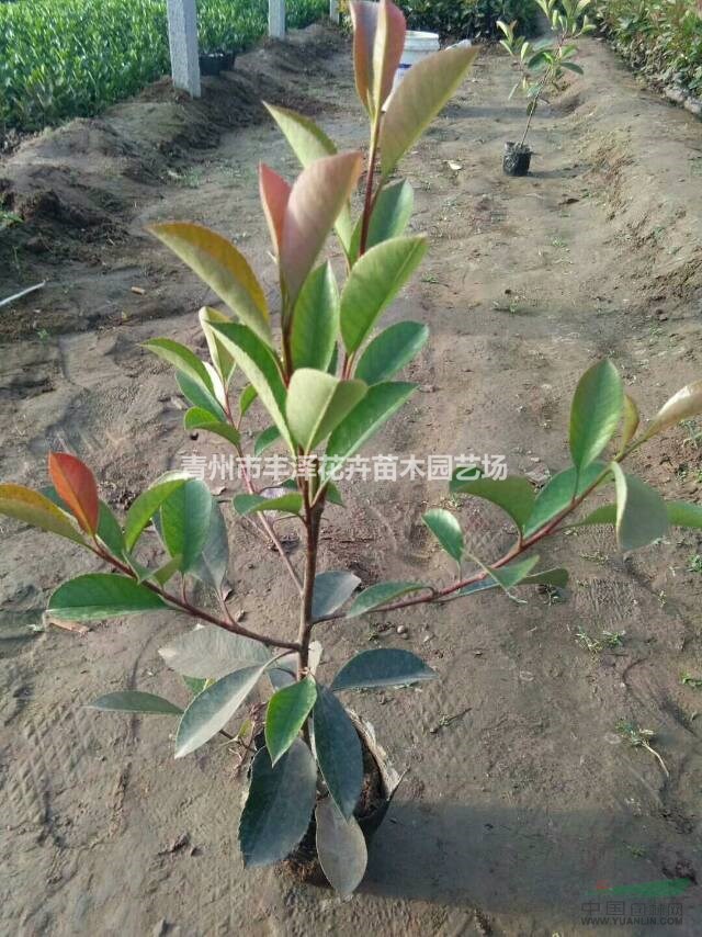 山東紅葉石楠基地，紅葉石楠價格