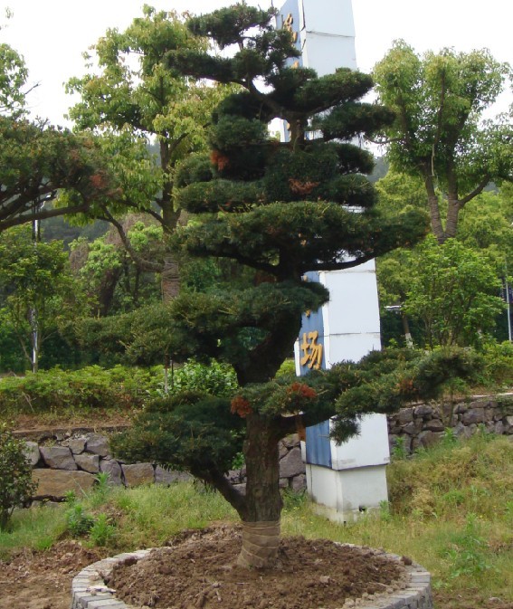 造型五針松