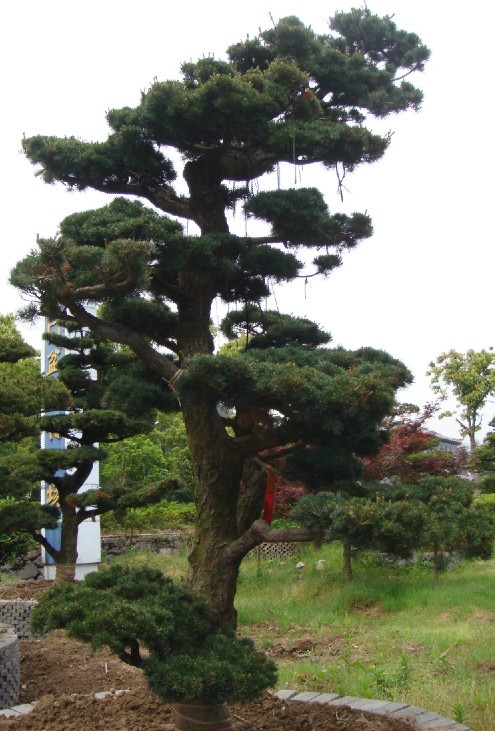 造型五針松