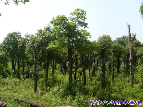 移栽香樟