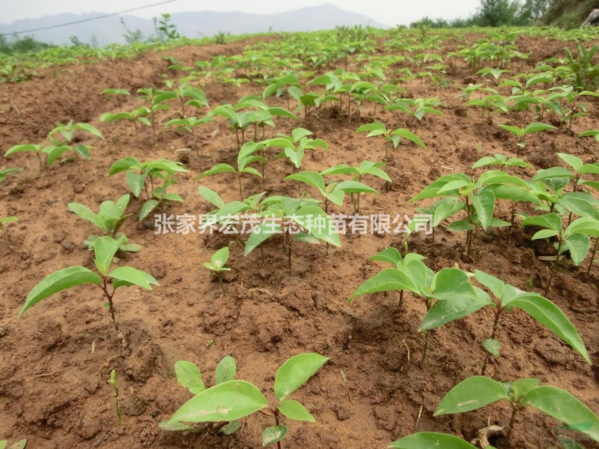 香樟芽苗、樟科、四季常綠樹(shù)種、行道樹(shù)綠化樹(shù)種湖南地區(qū)