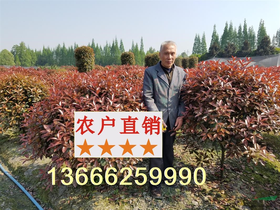 成都地籠子紅葉石楠毛球 四川散籠子紅葉石楠毛籠子溫江基地