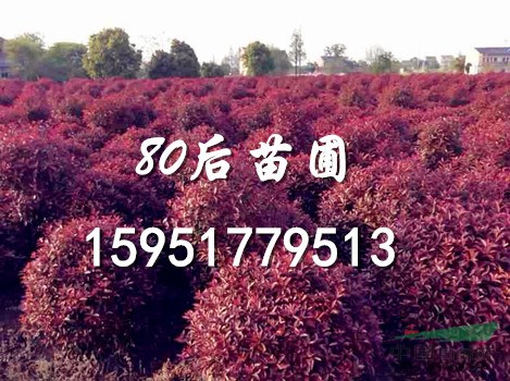 2015年最新紅葉石楠價(jià)格走勢(shì)分析