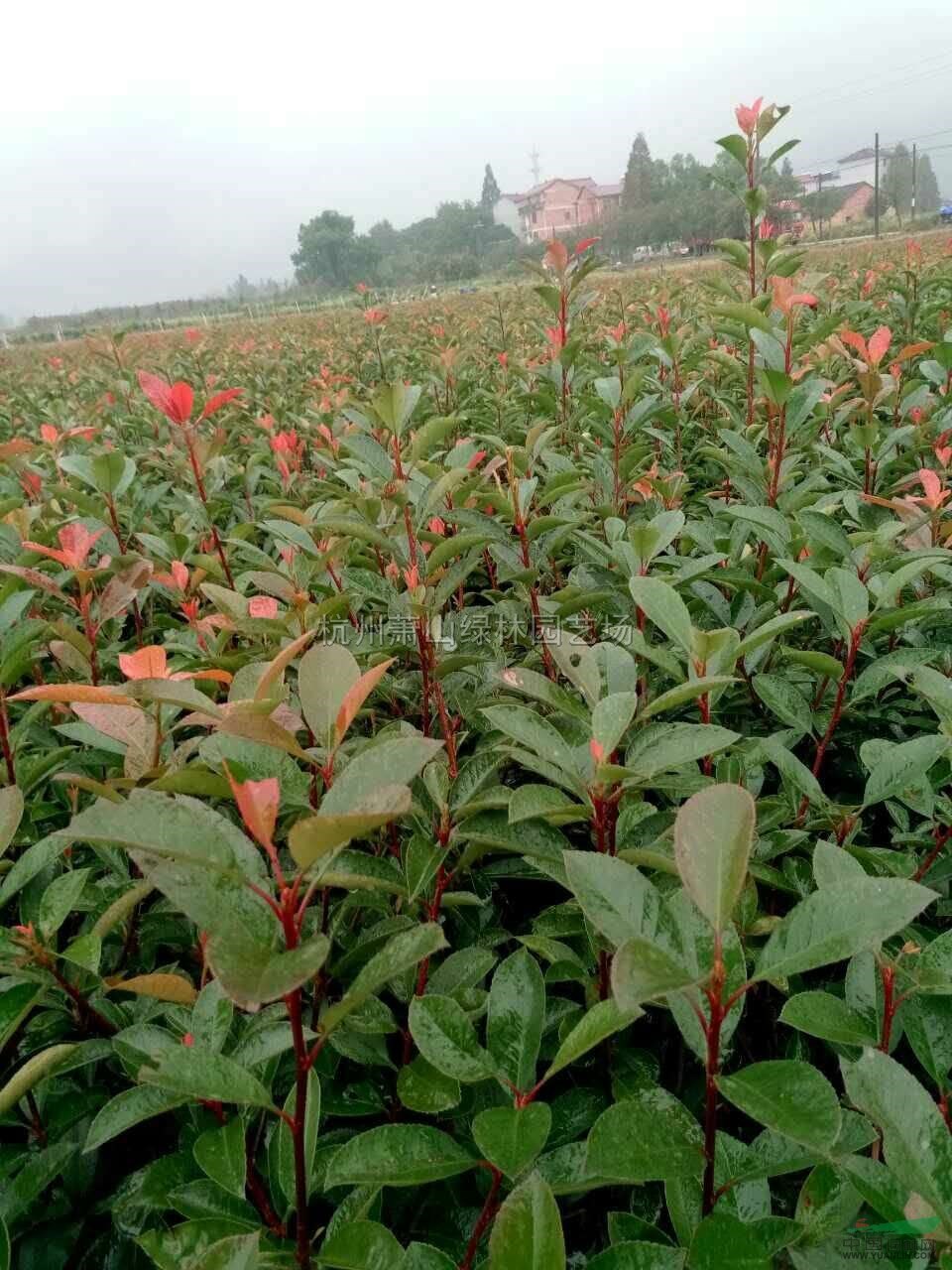 紅葉石楠小苗供應(yīng)/紅葉石楠小苗圖片