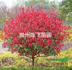 安徽批發(fā)紅葉石楠，紅葉石楠小苗，紅葉石楠圖片