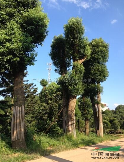 廣西香樟3介紹